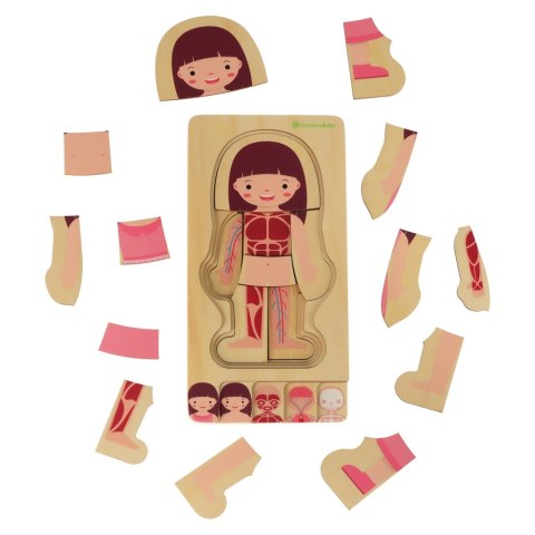 Puzzle drewniane warstwowe budowa ciała montessori dziewczynka Puzzle drewniane warstwowe budowa ciała montessori dziewczynka