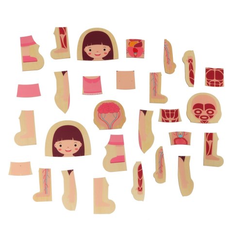 Puzzle drewniane warstwowe budowa ciała montessori dziewczynka Puzzle drewniane warstwowe budowa ciała montessori dziewczynka